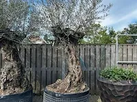 2x olijfboom xxl hoogte 250 cm - afbeelding 4 van  4
