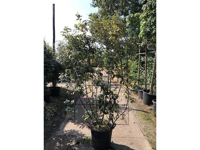 2x olijfwilg, elaeagnus ebbingei, haagelement, wintergroen, ca. 200 cm hoog - afbeelding 1 van  2