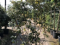 2x olijfwilg, elaeagnus ebbingei, haagelement, wintergroen, ca. 200 cm hoog - afbeelding 1 van  2