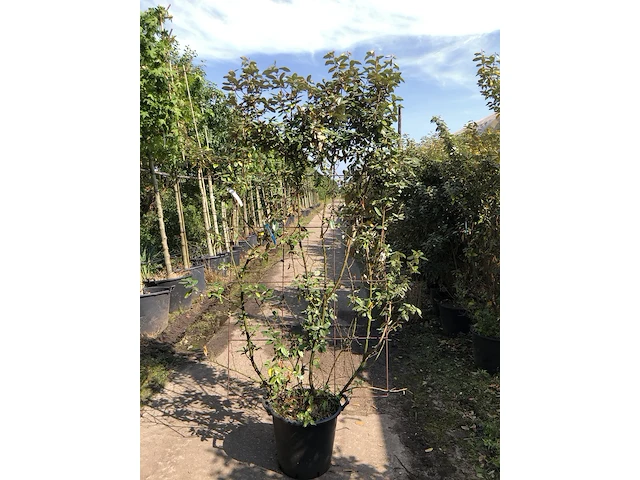 2x olijfwilg, elaeagnus ebbingei, haagelement, wintergroen, ca. 200 cm hoog - afbeelding 2 van  2