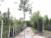 2x olijfwilg eleagnus multiflora, loofboom, semi wintergroen, ca. 3 m hoog - afbeelding 1 van  2