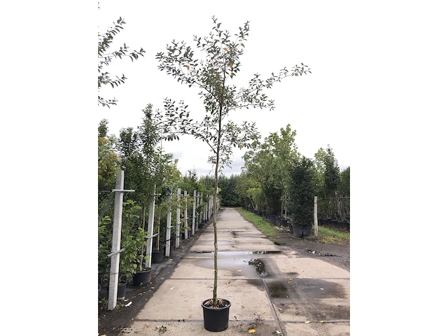 2x olijfwilg eleagnus multiflora, loofboom, semi wintergroen, ca. 3 m hoog - afbeelding 2 van  2