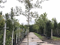 2x olijfwilg eleagnus multiflora, loofboom, semi wintergroen, ca. 3 m hoog - afbeelding 2 van  2