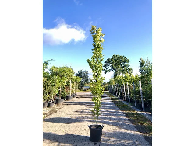 2x oosterse beuk fagus 'iskander', zuilvorm, ca. 250 cm hoog - afbeelding 1 van  2