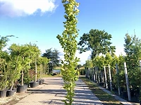 2x oosterse beuk fagus 'iskander', zuilvorm, ca. 250 cm hoog - afbeelding 1 van  2