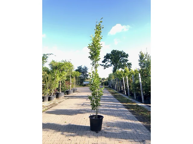 2x oosterse beuk fagus 'iskander', zuilvorm, ca. 250 cm hoog - afbeelding 2 van  2
