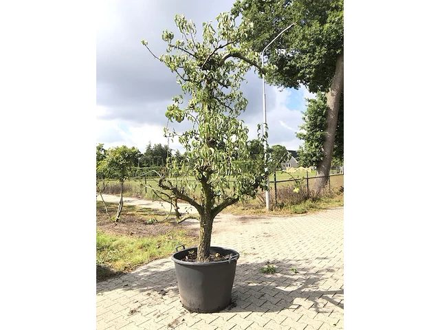 2x perenboom pyrus 'conference', karakterboom, vruchtdragend, ca. 250 cm hoog - afbeelding 1 van  2