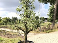 2x perenboom pyrus 'conference', karakterboom, vruchtdragend, ca. 250 cm hoog - afbeelding 1 van  2