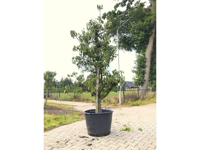 2x perenboom pyrus 'conference', karakterboom, vruchtdragend, ca. 250 cm hoog - afbeelding 2 van  2