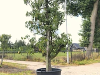2x perenboom pyrus 'conference', karakterboom, vruchtdragend, ca. 250 cm hoog - afbeelding 2 van  2