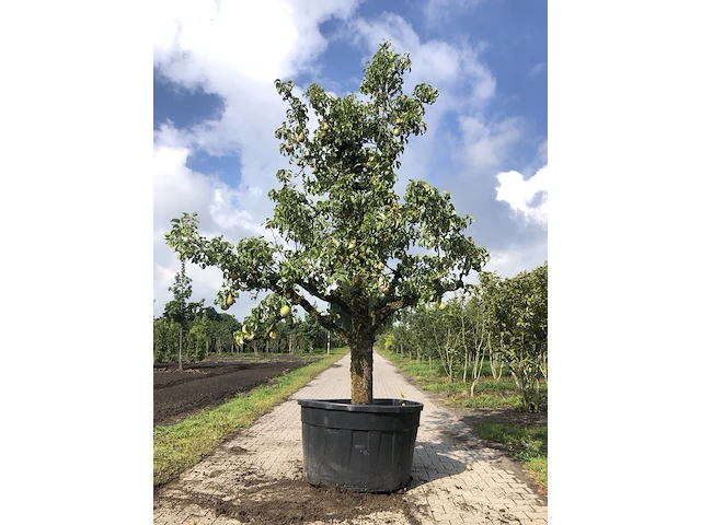 2x perenboom pyrus 'conference', karakterboom, vruchtdragend, ca. 3 m hoog - afbeelding 1 van  3