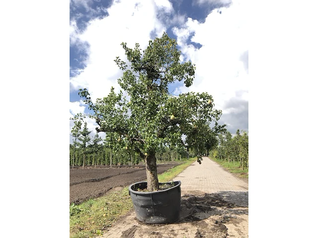 2x perenboom pyrus 'conference', karakterboom, vruchtdragend, ca. 3 m hoog - afbeelding 2 van  3