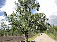 2x perenboom pyrus 'conference', karakterboom, vruchtdragend, ca. 3 m hoog - afbeelding 2 van  3