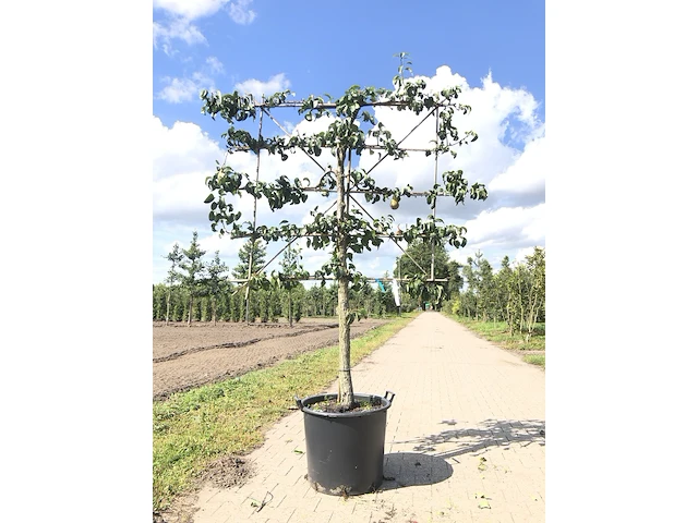 2x perenboom pyrus 'conference', leiboom, vruchtdragend, ca. 100 cm stamhoogte - afbeelding 1 van  3