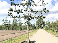 2x perenboom pyrus 'conference', leiboom, vruchtdragend, ca. 100 cm stamhoogte - afbeelding 1 van  3