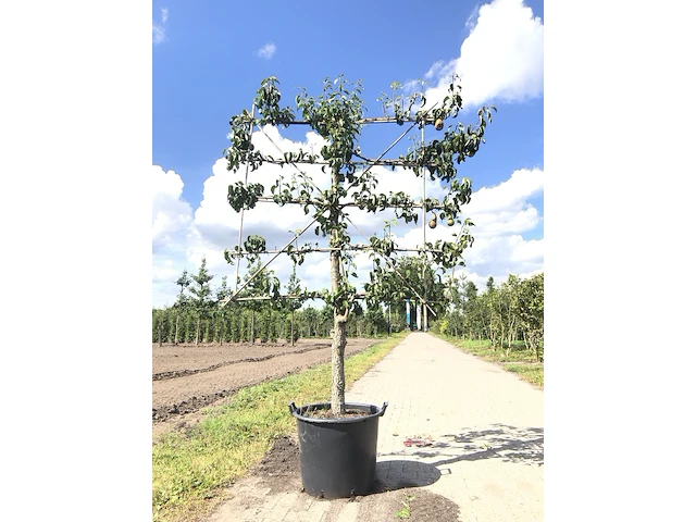 2x perenboom pyrus 'conference', leiboom, vruchtdragend, ca. 100 cm stamhoogte - afbeelding 2 van  3
