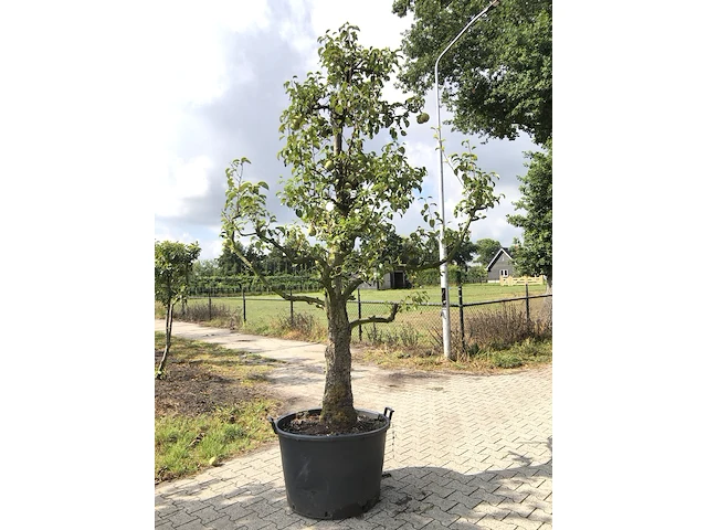 2x perenboom pyrus 'doyenne du comicé', fruitgaardboom, vruchtdragend, ca. 250 cm hoog - afbeelding 1 van  3