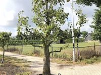 2x perenboom pyrus 'doyenne du comicé', fruitgaardboom, vruchtdragend, ca. 250 cm hoog - afbeelding 1 van  3