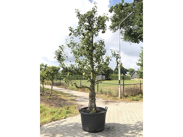 2x perenboom pyrus 'doyenne du comicé', fruitgaardboom, vruchtdragend, ca. 250 cm hoog - afbeelding 2 van  3