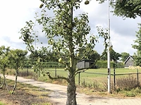 2x perenboom pyrus 'doyenne du comicé', fruitgaardboom, vruchtdragend, ca. 250 cm hoog - afbeelding 2 van  3