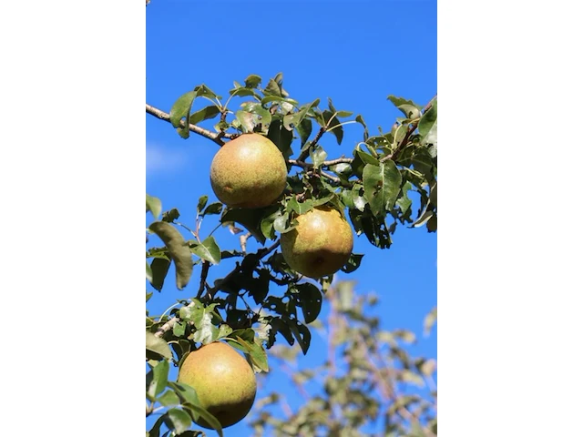 2x perenboom pyrus 'doyenne du comicé', fruitgaardboom, vruchtdragend, ca. 250 cm hoog - afbeelding 3 van  3