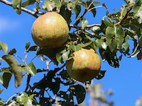 2x perenboom pyrus 'doyenne du comicé', fruitgaardboom, vruchtdragend, ca. 250 cm hoog - afbeelding 3 van  3