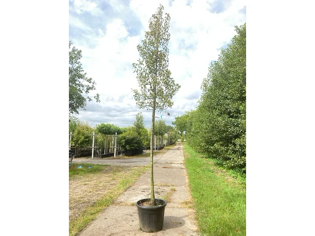 2x perenboom pyrus 'triomph de vienne', fruitboom, ca. 3 m hoog - afbeelding 1 van  3