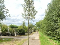 2x perenboom pyrus 'triomph de vienne', fruitboom, ca. 3 m hoog - afbeelding 1 van  3