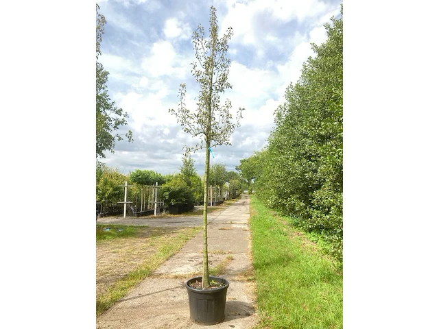 2x perenboom pyrus 'triomph de vienne', fruitboom, ca. 3 m hoog - afbeelding 2 van  3