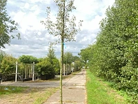 2x perenboom pyrus 'triomph de vienne', fruitboom, ca. 3 m hoog - afbeelding 2 van  3