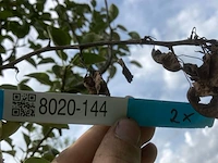 2x perenboom pyrus 'triomph de vienne', fruitboom, ca. 3 m hoog - afbeelding 3 van  3