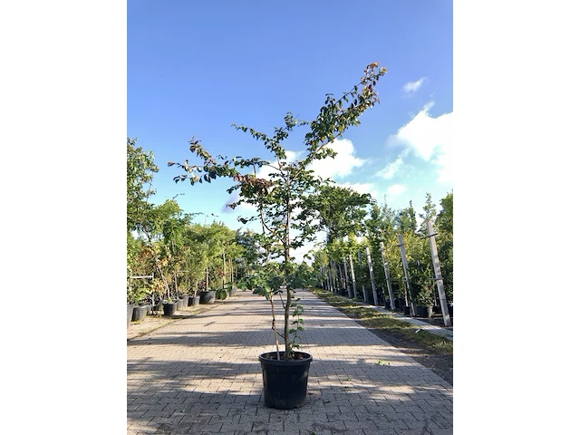 2x perzisch ijzerhout parrotia persica, meerstammig, rode herfstkleur, ca. 200-250 cm hoog - afbeelding 1 van  2