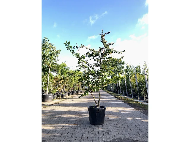 2x perzisch ijzerhout parrotia persica, meerstammig, rode herfstkleur, ca. 200-250 cm hoog - afbeelding 2 van  2