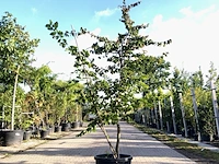 2x perzisch ijzerhout parrotia persica, meerstammig, rode herfstkleur, ca. 200-250 cm hoog - afbeelding 2 van  2