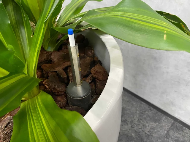 2x plant met pot - hydro cultuur - afbeelding 2 van  11