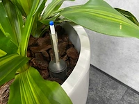 2x plant met pot - hydro cultuur - afbeelding 2 van  11