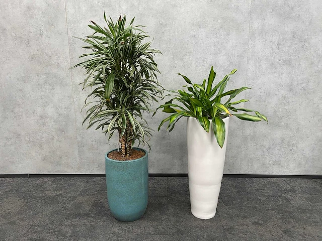 2x plant met pot - hydro cultuur - afbeelding 1 van  11