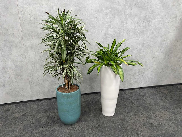 2x plant met pot - hydro cultuur - afbeelding 4 van  11