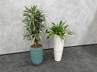 2x plant met pot - hydro cultuur - afbeelding 4 van  11
