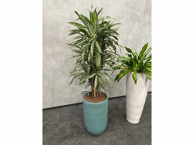 2x plant met pot - hydro cultuur - afbeelding 5 van  11