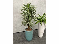 2x plant met pot - hydro cultuur - afbeelding 5 van  11