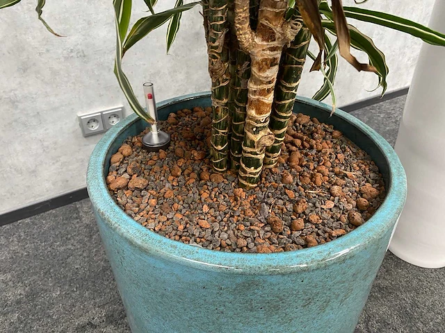 2x plant met pot - hydro cultuur - afbeelding 6 van  11