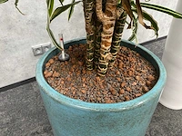 2x plant met pot - hydro cultuur - afbeelding 6 van  11