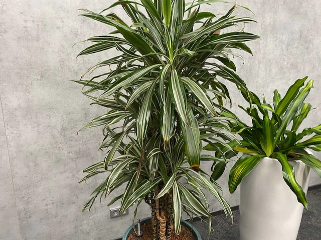 2x plant met pot - hydro cultuur - afbeelding 7 van  11