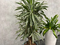 2x plant met pot - hydro cultuur - afbeelding 7 van  11