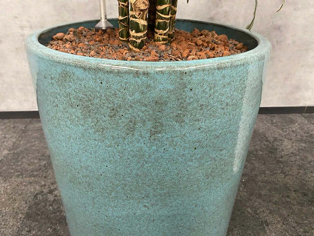 2x plant met pot - hydro cultuur - afbeelding 8 van  11
