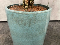 2x plant met pot - hydro cultuur - afbeelding 8 van  11
