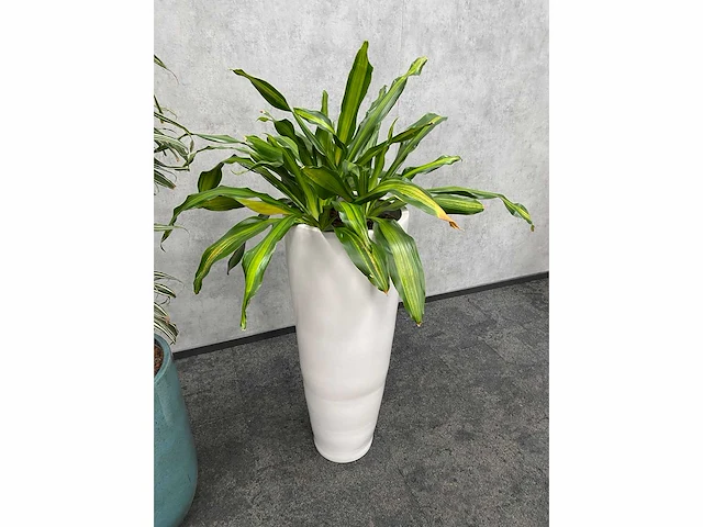 2x plant met pot - hydro cultuur - afbeelding 9 van  11