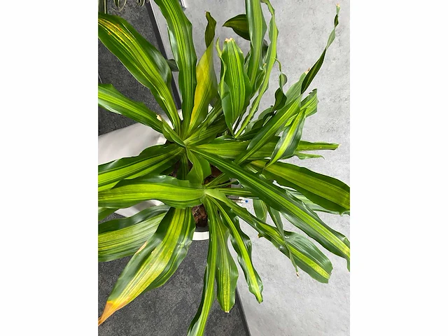 2x plant met pot - hydro cultuur - afbeelding 10 van  11
