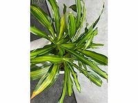 2x plant met pot - hydro cultuur - afbeelding 10 van  11
